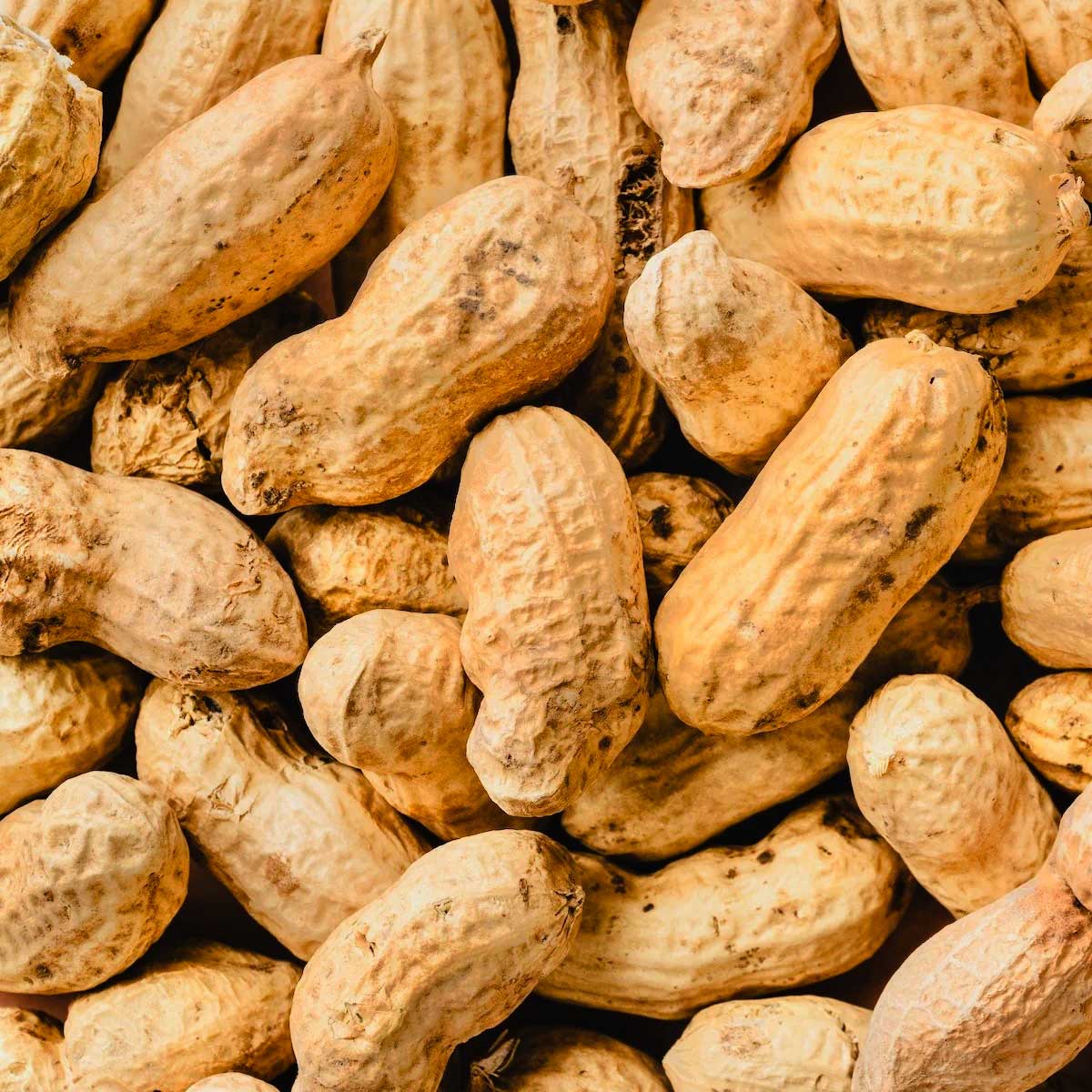 groundnut